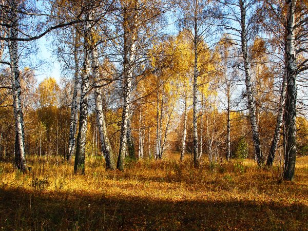 Осень октябрь лес