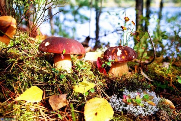 Осенний грибной лес