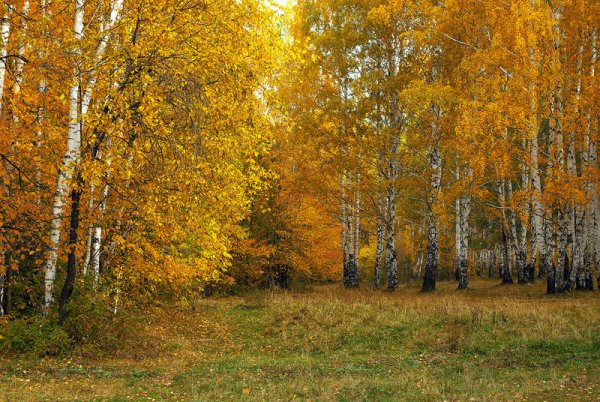 Опушка леса осенью