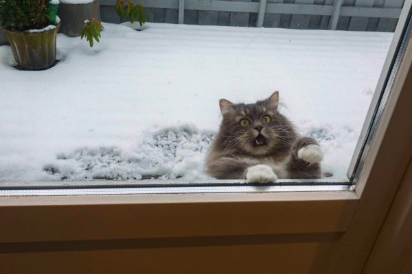 Кот замерз