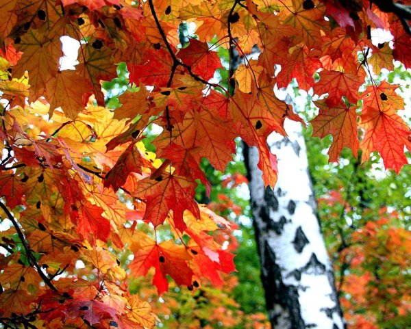 Шуршание листьев