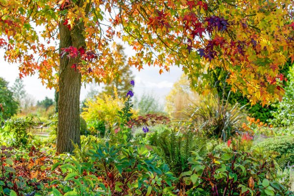 Осенний сад