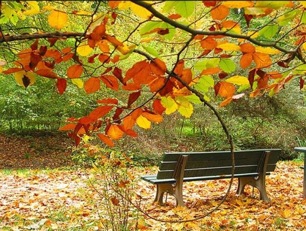 Осенний сад