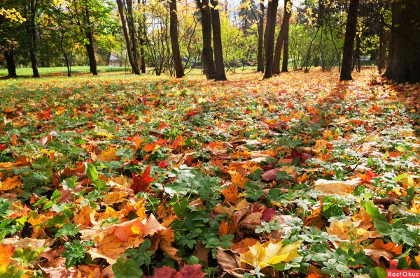 Ковер из осенних листьев