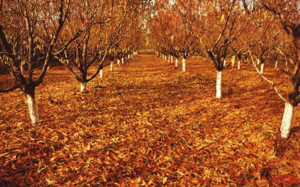 Осенний Яблоневый сад