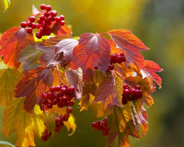 Осенние ягоды