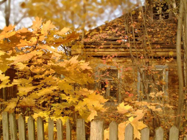 Клен в деревне