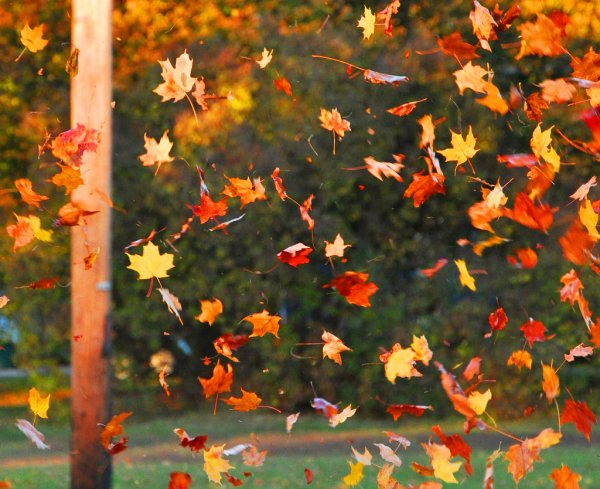 Падающие осенние листья