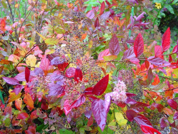 Осенние цветы средней полосы России