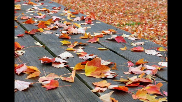 Листья на асфальте