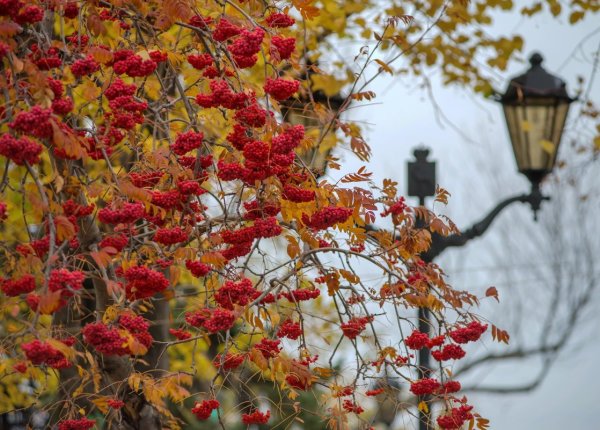 Сад поздней осенью