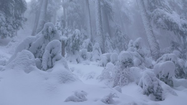 Снегопад в лесу