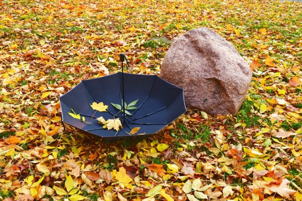 Осенний зонтик