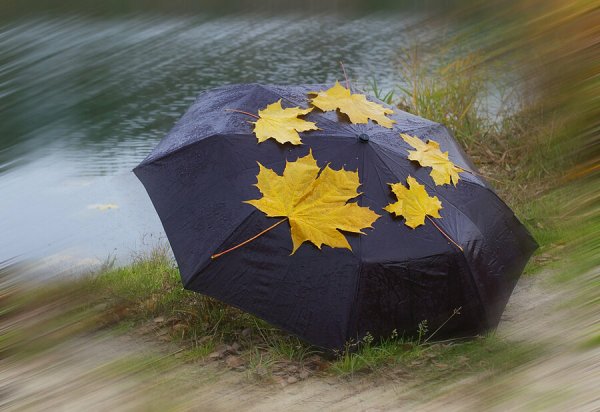 Осенний зонтик