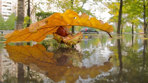 Осень зонтик