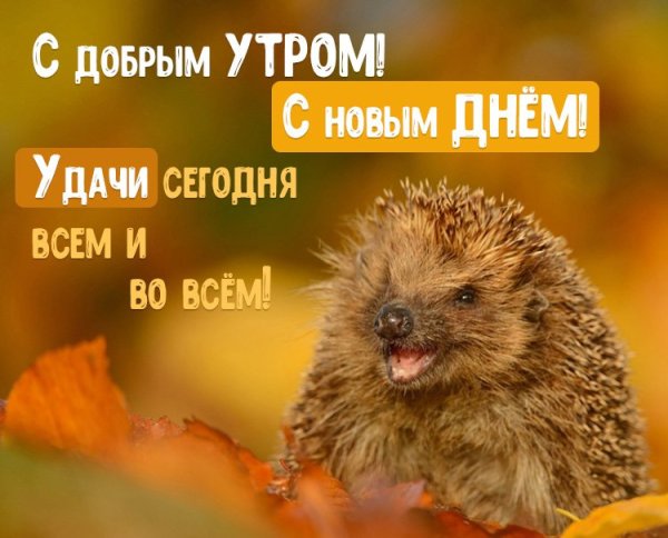 Добрые пожелания с ежиком