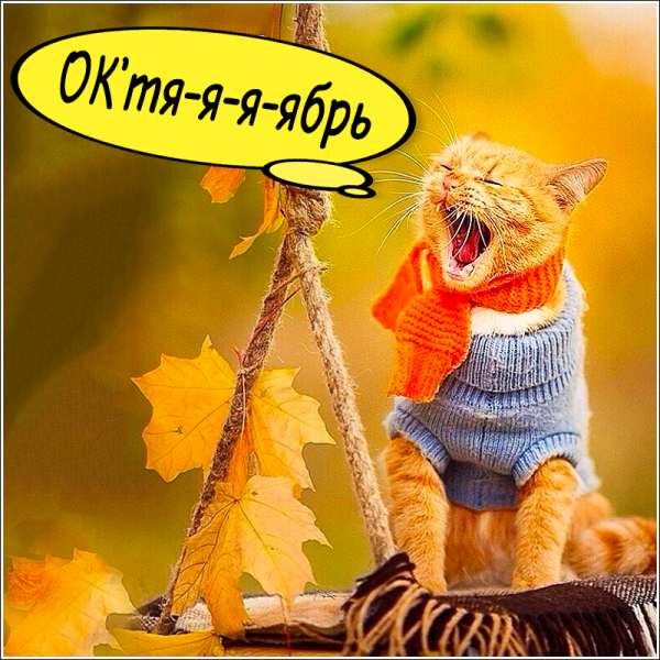 Осенний кот юмор
