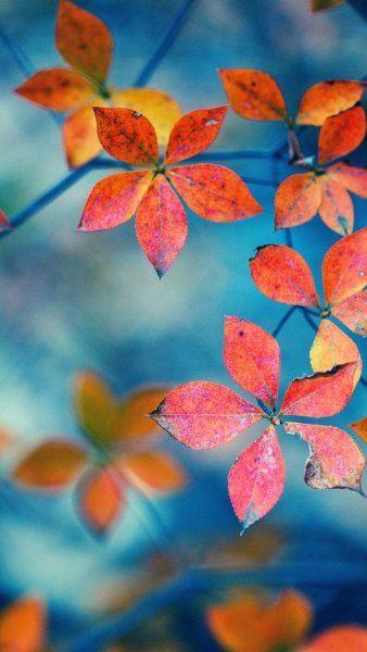 Осенние обои