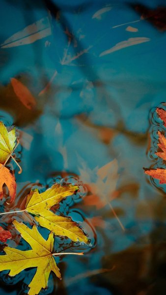 Обои на телефон осень