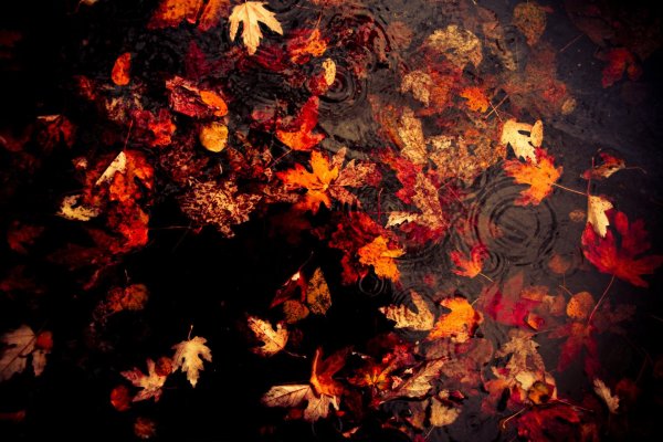 Осень кленовые листья