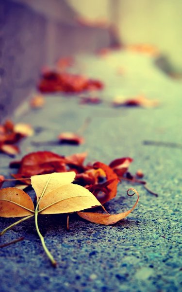 Гестия данмачи эччи