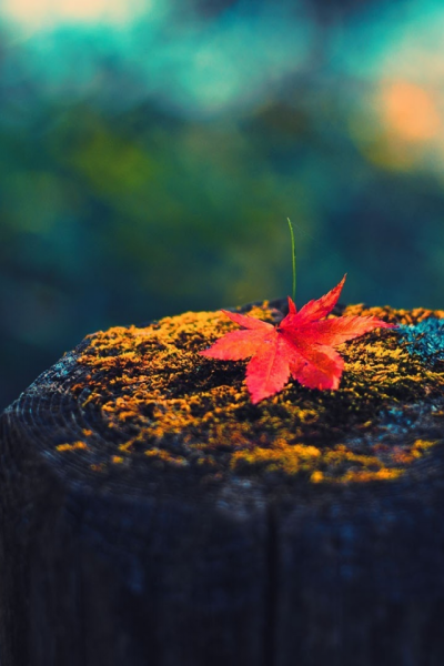 Осень картинки