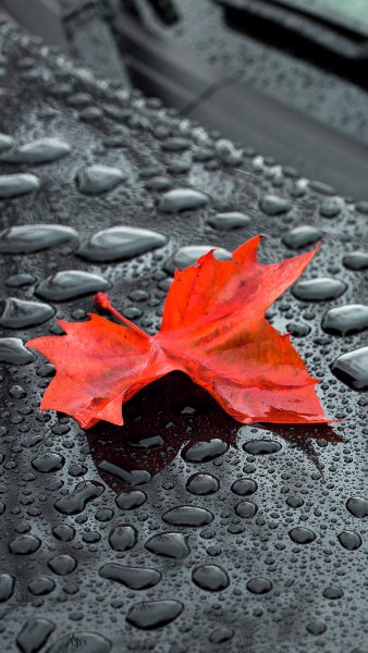 Осенняя листва