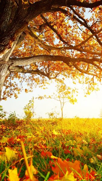 Яркие осенние листья