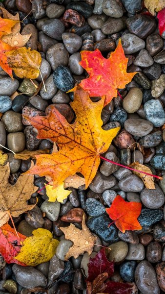 Осенние картинки