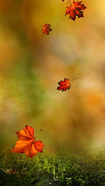 Осенняя листва