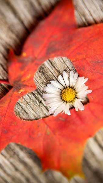 Осенние краски природы