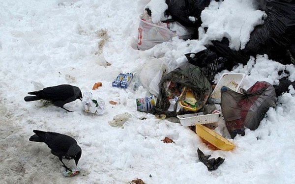 Мусор в лесу зимой