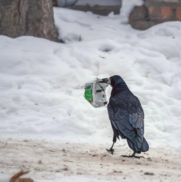 Птицы зимой в городе