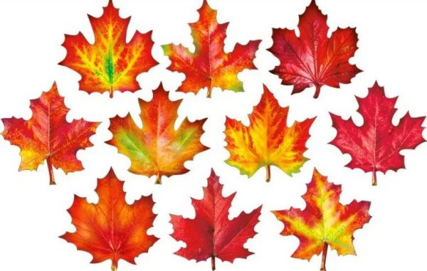 Разноцветные кленовые листья