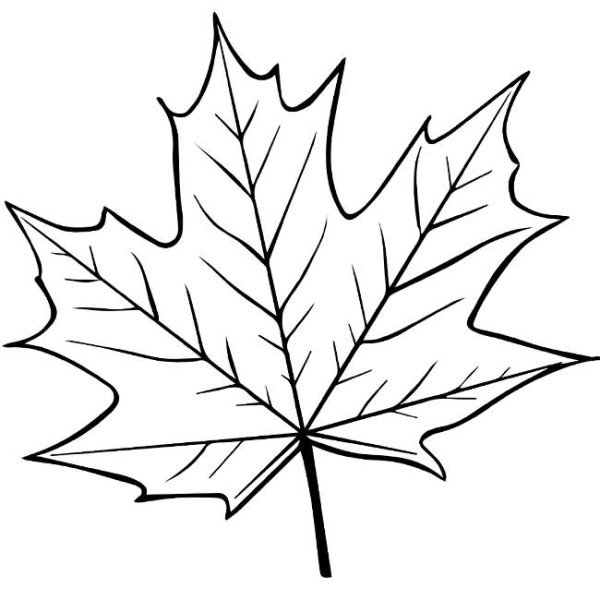 Лист клёна рисунок