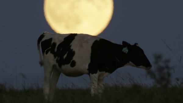 Коровы в России