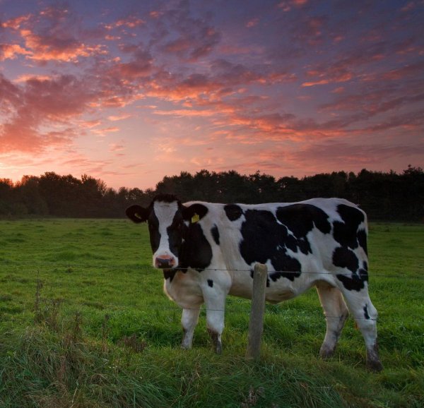Лунная корова