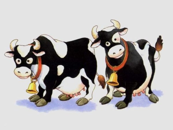 Бык и корова