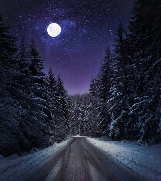 Ночной зимний лес