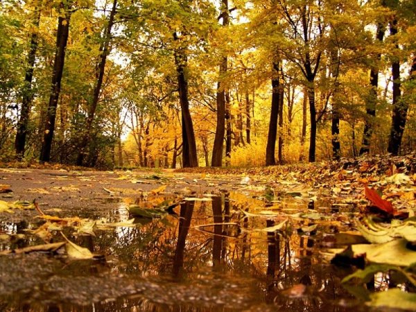 Дождь в осеннем лесу
