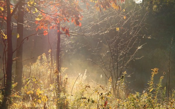 Осень дождливая лес