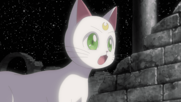 Артемис кот