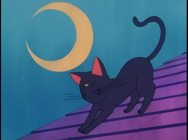 Луна имя для кошки