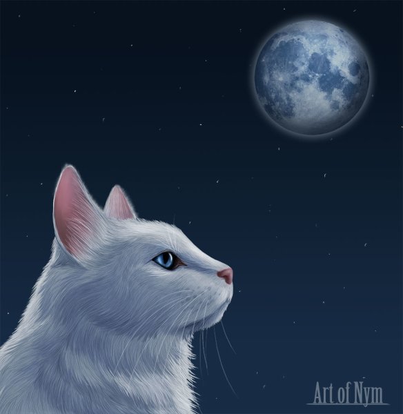 Кошка Луна на белом фоне