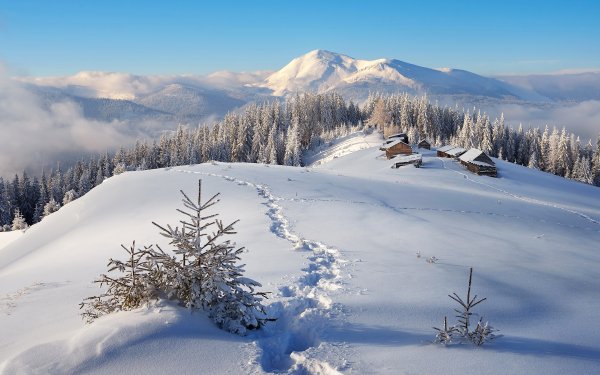 Зимний лес горы