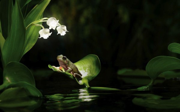 Лягушка под цветком