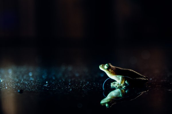 Лягушка ночью