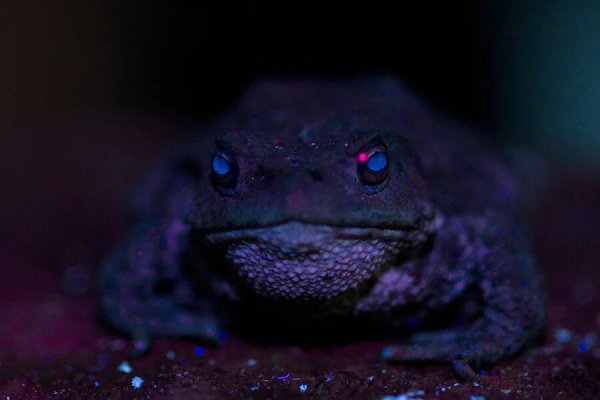 Лягушка ночью