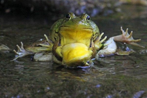 Надутая лягушка