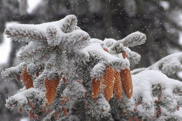 Самые большие хлопья снега